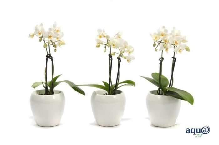 Lisa p06 bolpot white Phal Tiny Dolls white 2T12+ Aqu@, D 6