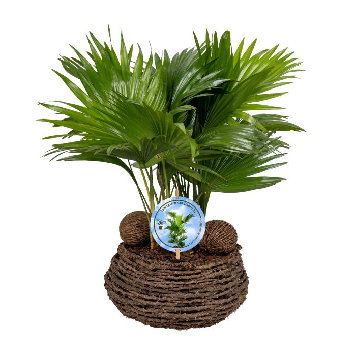 Livistona in caryota 27 cm mand ASPD etiket Lucht Zuiverend, D 27