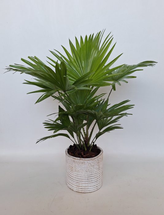 Livistona in Molly pot, D 17