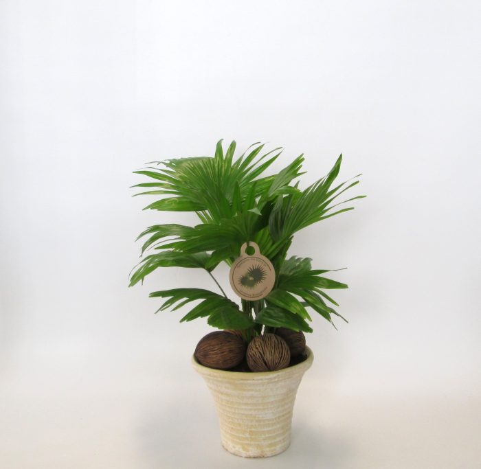 Livistona rotundifolia, D 19