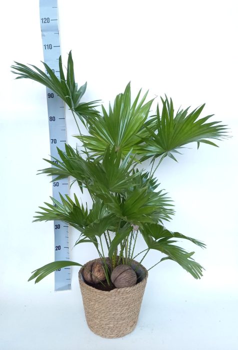 Livistona Rotundifolia 2 pp, D 24