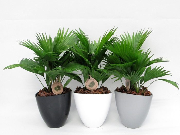 Livistona rotundifolia in avani pot, D 22