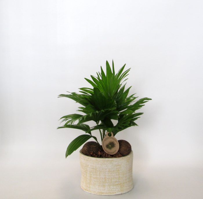 Livistona rotundifolia in Ruby pot, D 20