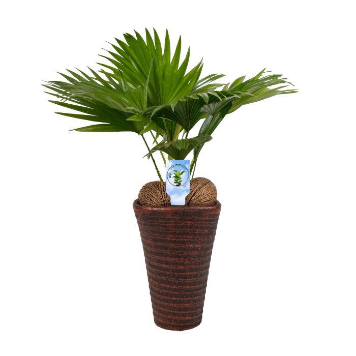 Livistona rotundifolia11 s Asp Lucht Zuiverend brown pot, D 16