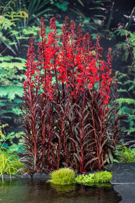 Lobelia fulgens Queen Victoria, D 9