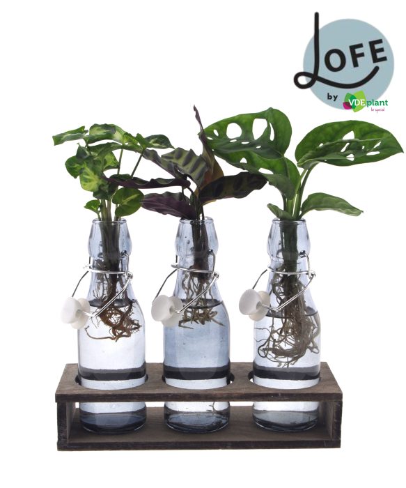 LOFE | Intenz mix in getint Ann glas + trio H- levertijd: 24 uur, D 7