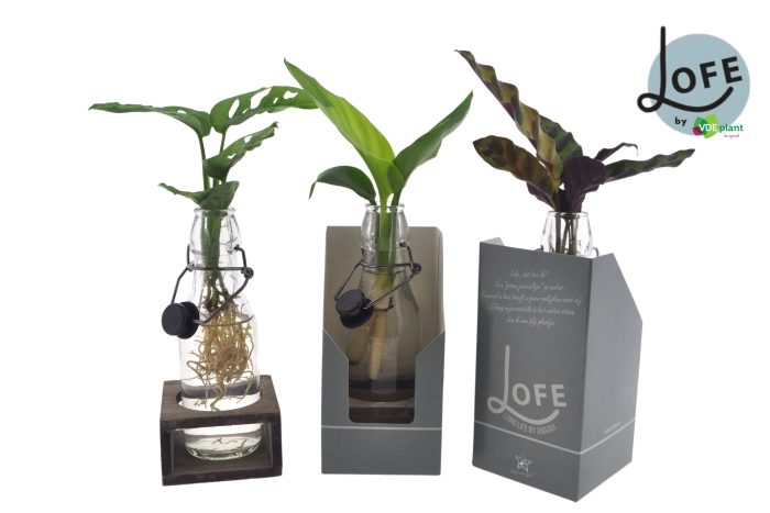 LOFE |Mix in Ann glas (zwarte dop) + single houtje + verpakking, D 7