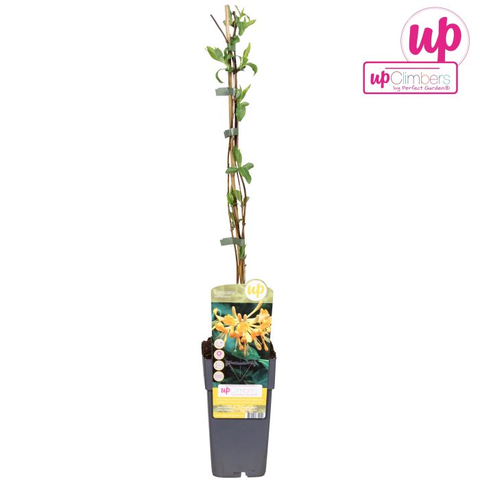 Lonicera 'Tellmanniana' P15, D 15