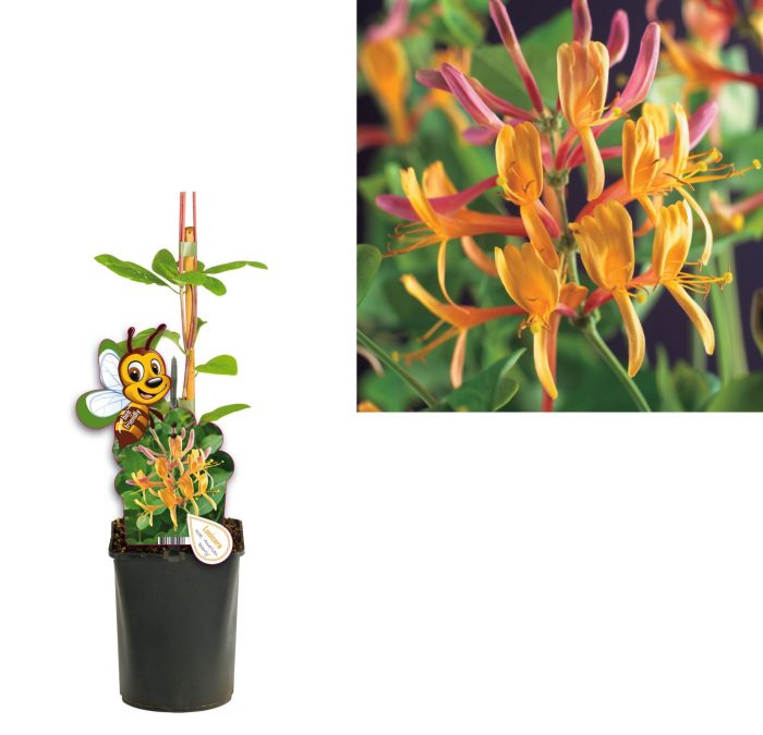 Lonicera heckrottii 'American Beauty' +bee label, D 11