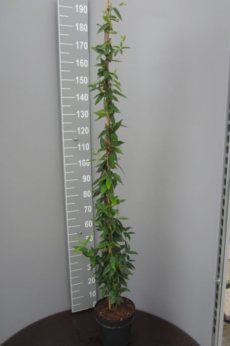 Lonicera henryi, D 24
