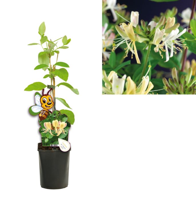 Lonicera per. 'Belgica Select' +bee label, D 11