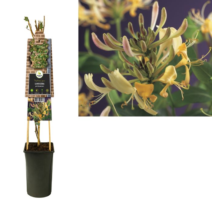 Lonicera periclymenum +3.0 label, D 17