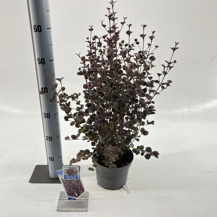 Lophomyrtus ralphii 'Black Pearl', D 17
