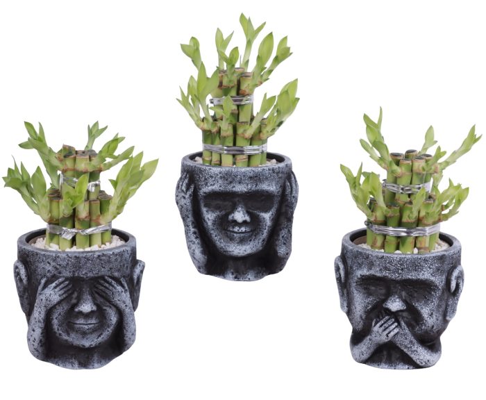 Lucky Bamboo Shape Round 2B in Ceramic pot Ø12cm, D 12