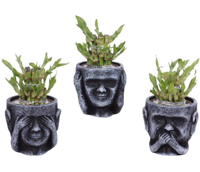 Lucky Bamboo Shape Round 2S in Ceramic pot Ø12cm, D 12