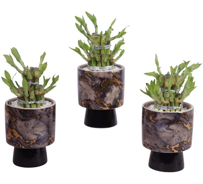 Lucky Bamboo Shape Round 2S Ø10cm Ceramic PL672, D 10