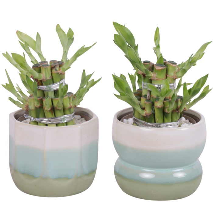 Lucky Bamboo Shape Round 2S Ø11cm Ceramic FB675, D 11