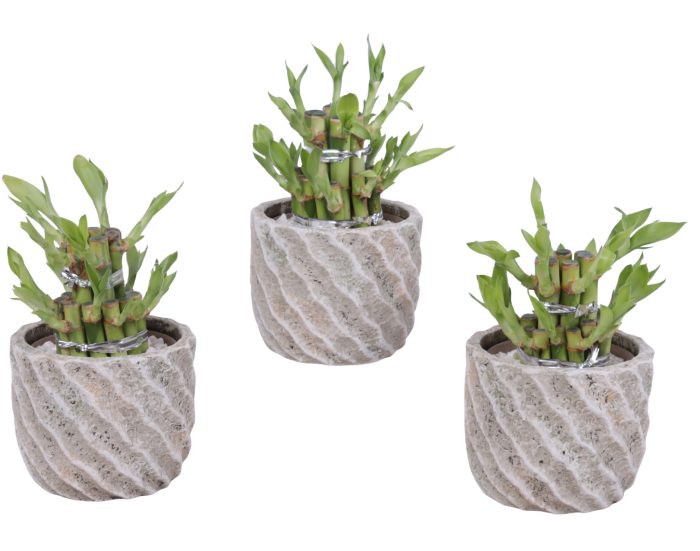 Lucky Bamboo Shape Round 2S Ø11cm Ceramic NT668, D 11