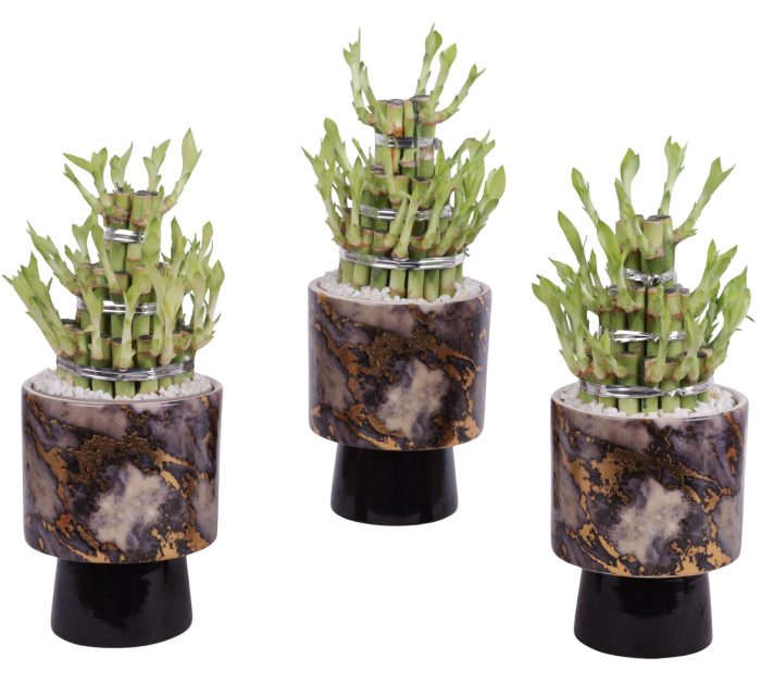 Lucky Bamboo Shape Round 3B Ø14cm Ceramic PL672, D 14