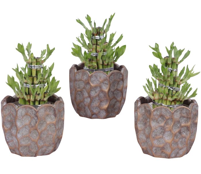 Lucky Bamboo Shape Round 3S Ø15cm Ceramic PL670, D 15