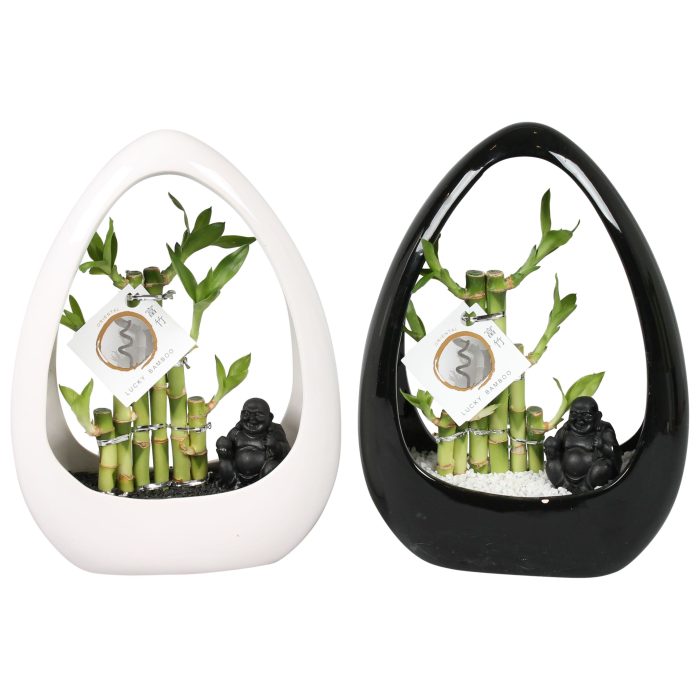 Lucky Bamboo Stepstair 3Big in ø23cm Ikebana Ceramic Black/White, D 23