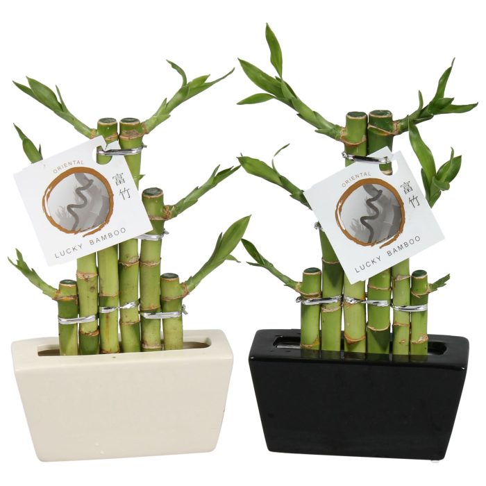 Lucky Bamboo Stepstairs 3Big in ø14cm Ceramic Black/White, D 14