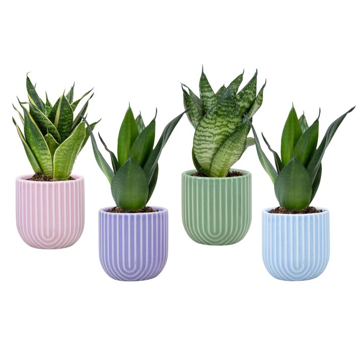 Lumina with Sansevieria hahni mix, D 6