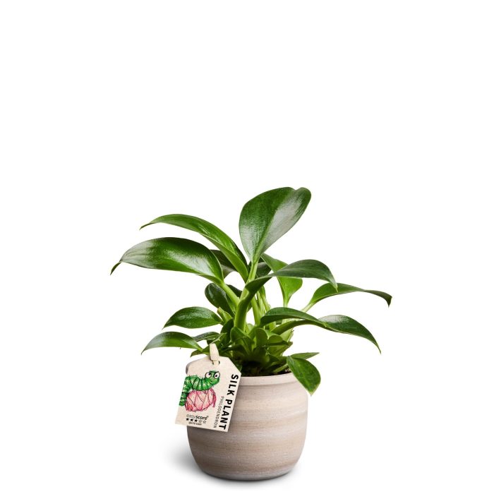 Maceta Sand, Philodendron ´Green Princess´, D 7