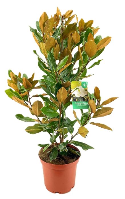 Magnolia Grandiflora "little gem", D 24