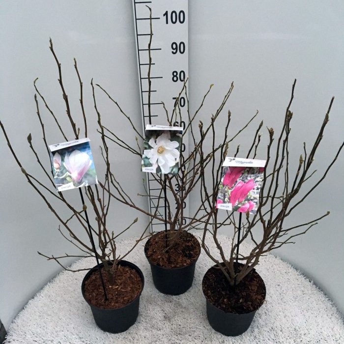 Magnolia in soorten 23cm, D 23