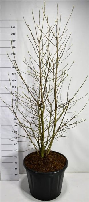 Magnolia loebneri 'Wildcat', D 60