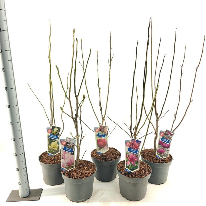 Magnolia mix exclusive (minimum order one layer), D 23