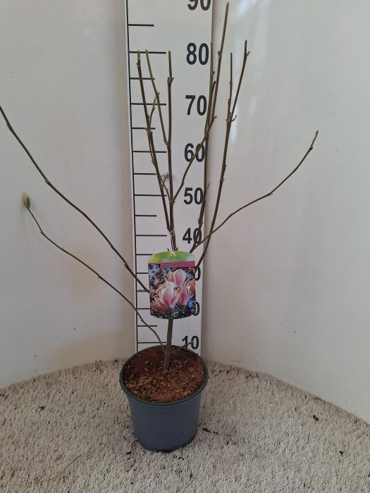 Magnolia soulangeana, D 19