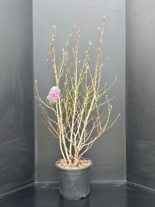 Magnolia Susan, D 34