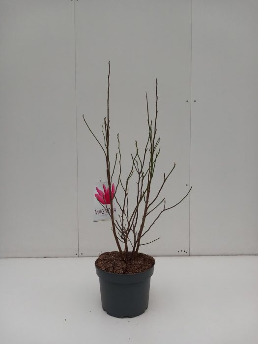 Magnolia Susan, D 29
