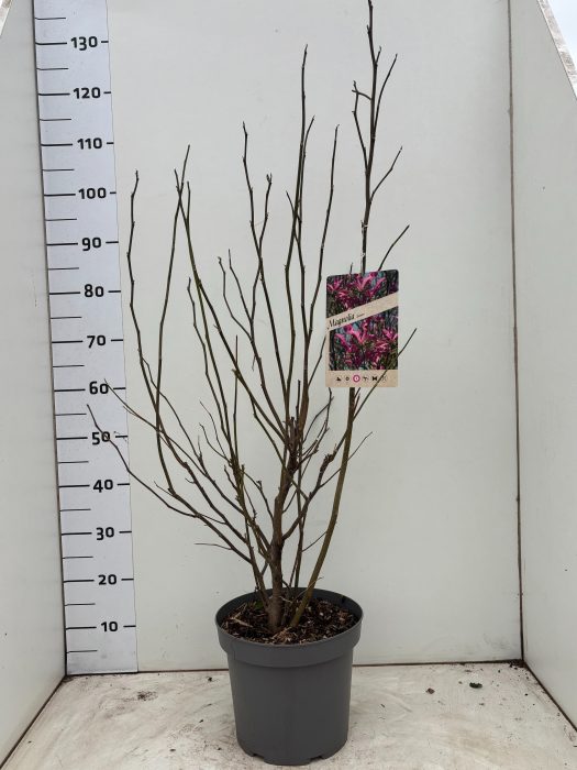 MagnoliaSusan, D 26