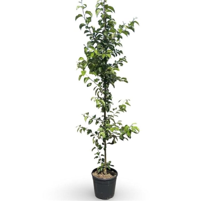 Malus 'Evereste', D 38