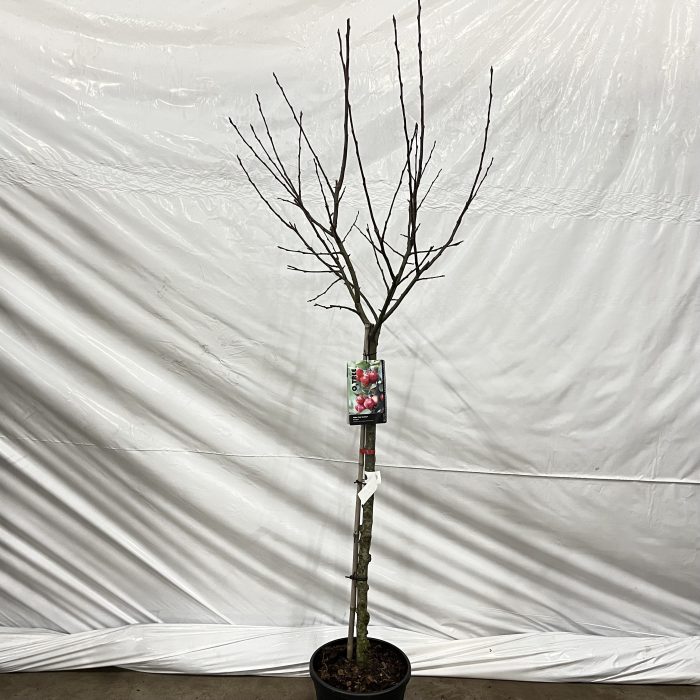 Malus 'Red Sentinel' -- stam 90 cm, D 32