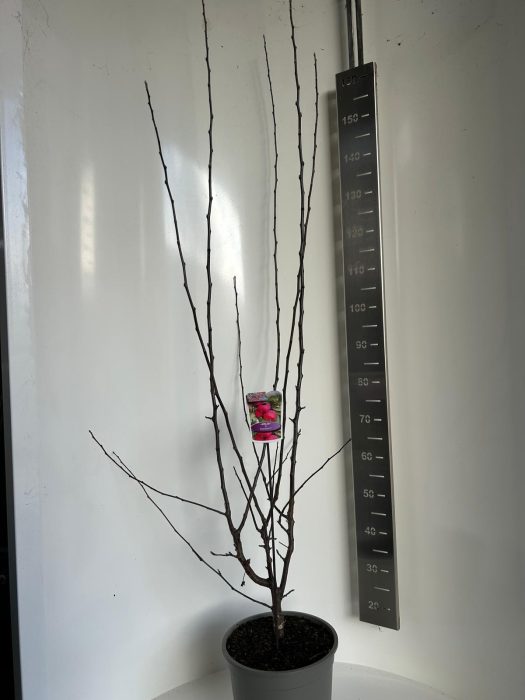 Malus Appletini, D 27