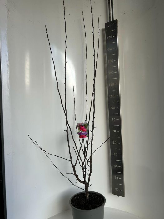 Malus transitoria Appletini, D 29