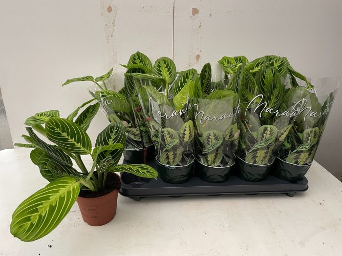 Maranta Lemon, D 12