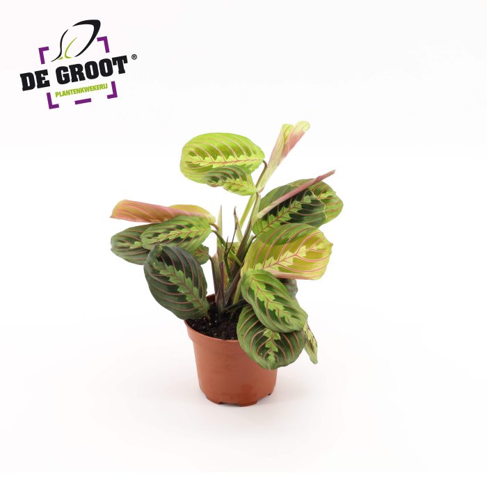 Maranta tricolor, D 12