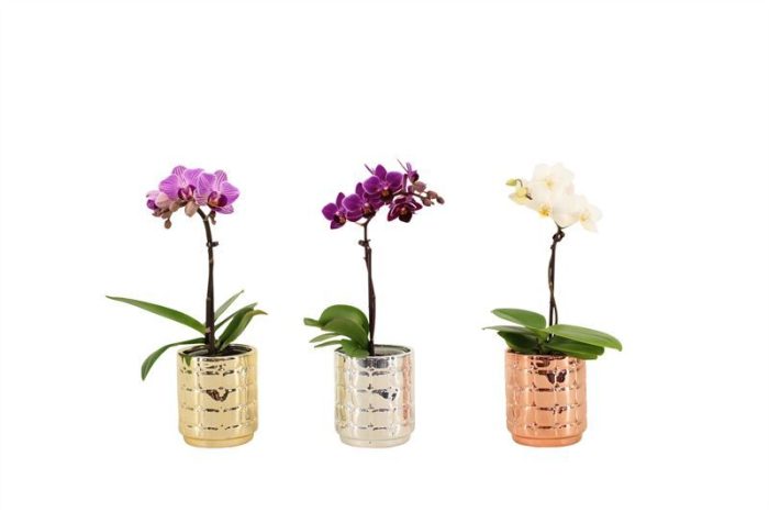 Mason p06 luxury mix Phal Tiny Dolls mix 1T07+ Aqu@, D 6
