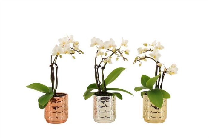 Mason p06 luxury mix Phal Tiny Dolls wild 3/4T18+ Aqu@, D 6