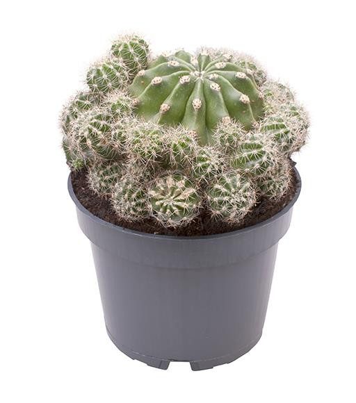 MATUCANA MADISONIORUM 'Polzii', D 9