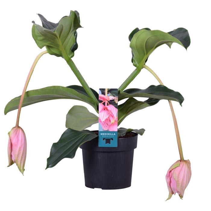 Medinilla Magnifica 2 etage 2 knop, D 17
