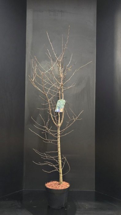 Mespilus germanica, D 29