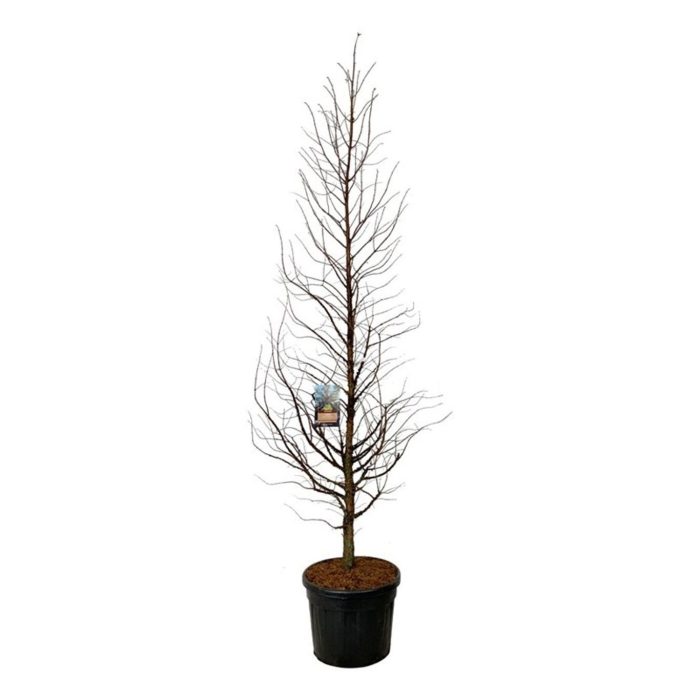 Metasequoia gl. 'Amber Glow' PBR, D 60