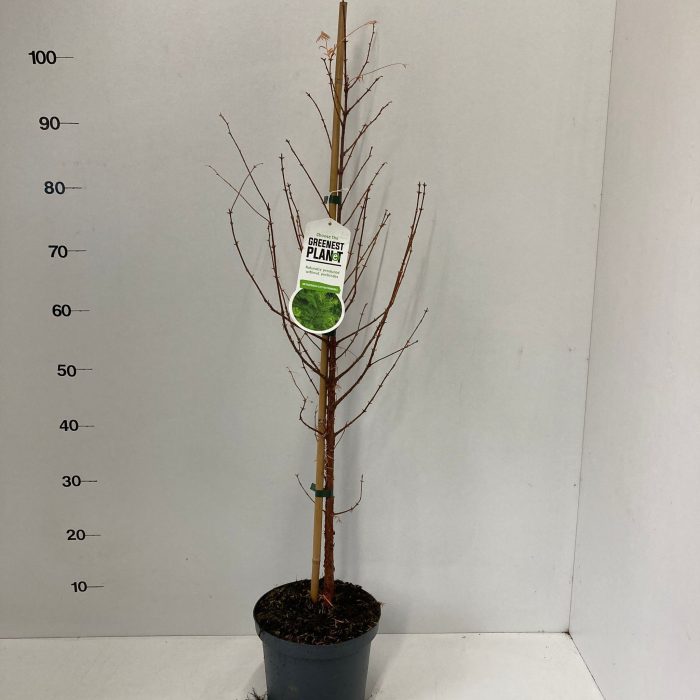 Metasequoia glyptostroboides --gestokt 100 cm, D 19