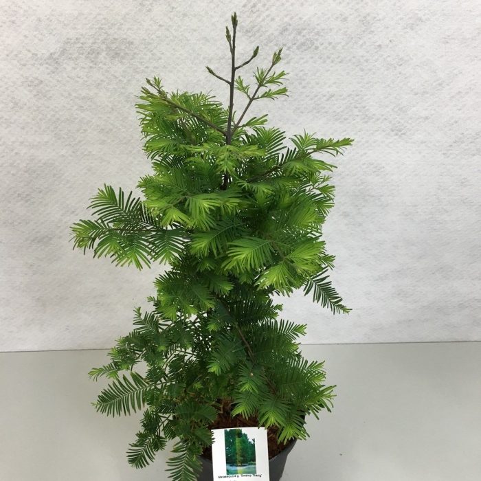 Metasequoia glyptostroboides 'Hamlet's Broom', D 40